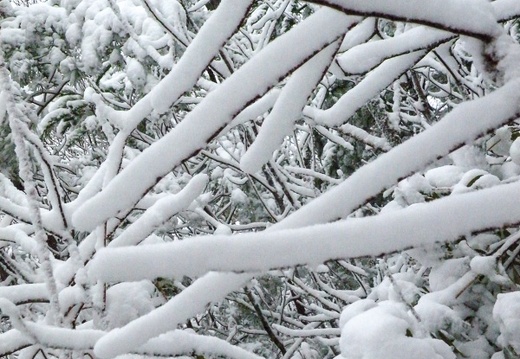 Snow on the Rough Trail